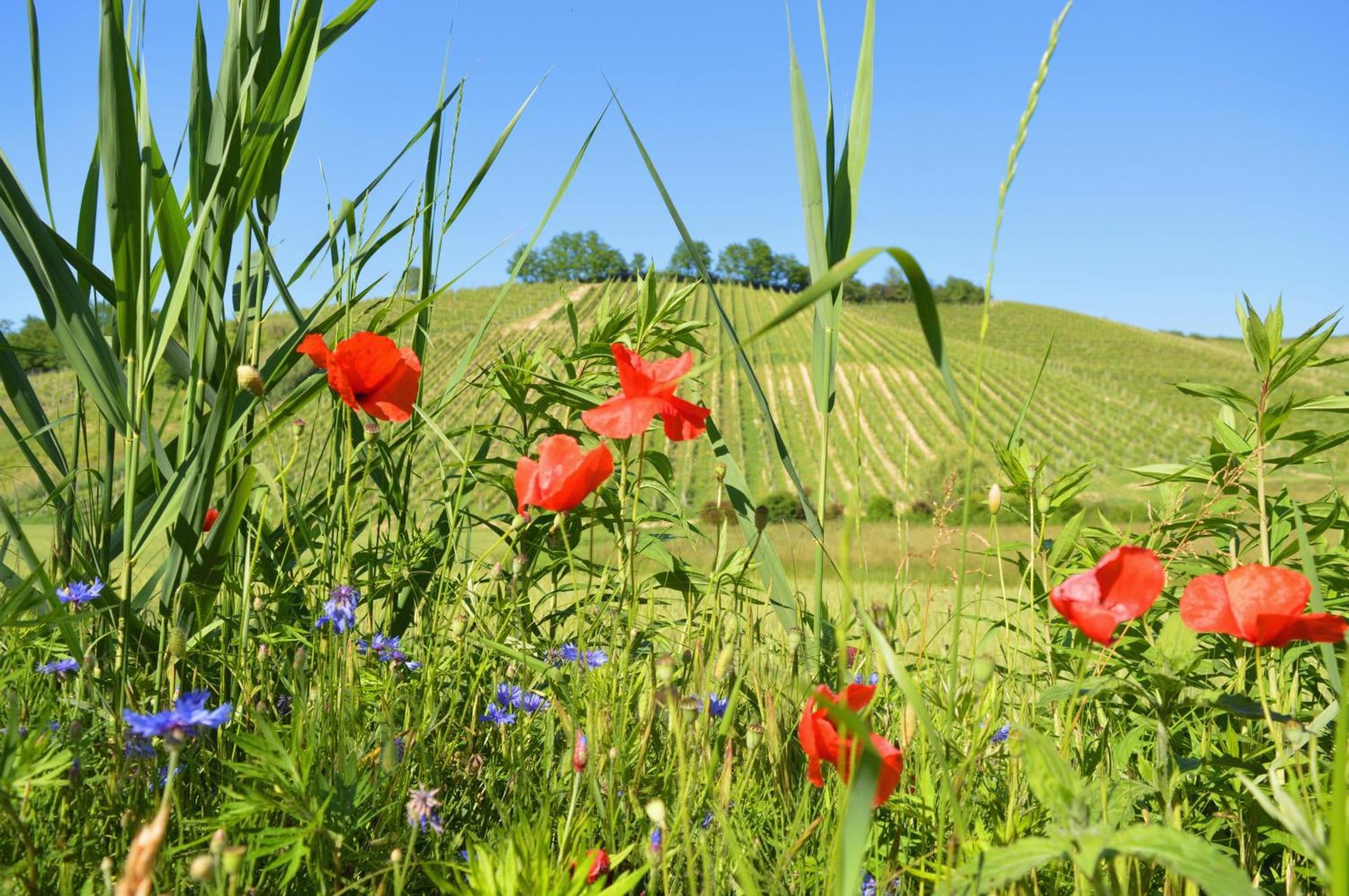 مبيت وإفطار Castelnuovo Belbo Bed & Tours Dimora Di Campagna المظهر الخارجي الصورة